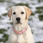 WHIPPY Leather Dog Collar for Small Medium Large Dog Adjustable Soft Breathable Leather Padded Puppy Collar with Alloy Buckle Heavy Duty Waterproof Classic Dog Pet Collar,Pink,M
