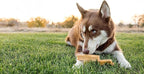 peaksNpaws Yak Cheese, High Protein, Himalayan Dogs Chews, Natural Dog Treats, Lactose Free, Long Lasting Dogs Treat for Aggressive Chewers Under 55 lbs, 4 Large Chew Sticks