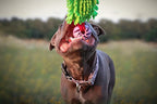 Dingo Dog tug of war toy for outdoor play traning agility,cuddly and shaggy plush tug toy for motivation and fun, soft nubby-textured noodle plush with bungee shock absorber and rubber ball green15589