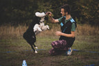 Dingo Dog Toy - Sheepskin tug with Green Bungee, Agility Motivation Reward tug for Training and Fun 15581