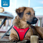 Best Pet Supplies Voyager Step-in Air Harness - All Weather Mesh, Reflective, No Pull Harness for Dogs, Cats - Secure with Hook & Loop Fastener, Buckle, Double D-Rings - Blue, XXS