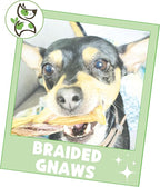 Nature Gnaws Braided Gnaws for Dogs 5-6" (12 Count) - Long Lasting for Small and Medium Dogs - Natural Beef Bully Stick Combo Braids - Rawhide Free