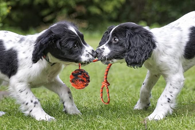 2Pcs Dog Training Ball on Rope - Exercise & Reward Toy for Dogs - Chew, Pull, Throw, Tug & Fetch - Belgian Malinois Gifts