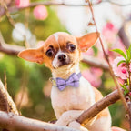 Beirui Cute Extra Small Dog Harness Collar and Leash Set with Bowtie, Soft Adjustable Plaid Puppy Harness for Small Sized Dogs Cats Walks Parties and Photoshoots(Purple,XXS:Chest 12-14")