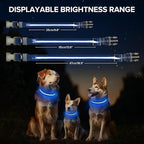 Light Up Dog Collar, Adjustable USB Rechargeable Glow in Dark Dog Collar ，Waterproof Dog Collars for Small Dogs (Blue, Small)