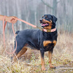 Didog Soft PU Leather Dog Collar, Stylish Quick Released Dog Collars for Large Dogs, Easy Clean Adjustable Pet Collar for Daily Walking, Pink, XL Fit 17-27" Neck