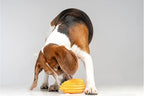 Squeaky Dog Plush Toy, Bite_Stick Collection, 8'', for Small and Medium Dogs (Carrot)
