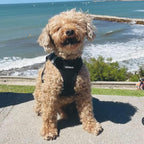 Best Pet Supplies Voyager Step-in Air Harness - All Weather Mesh, Reflective, No Pull Harness for Dogs, Cats - Secure with Hook & Loop Fastener, Buckle, Double D-Rings - Black, XXS