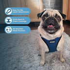 Best Pet Supplies Voyager Step-in Air Harness - All Weather Mesh, Reflective, No Pull Harness for Dogs, Cats - Secure with Hook & Loop Fastener, Buckle, Double D-Rings - Blue/Black Trim, M