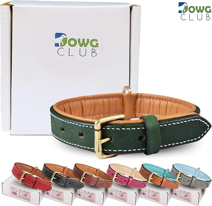 Genuine Leather Dog Collar | Full Grain, Heavy Duty, Comfortable, Padded, Strong | Best for Pups, Small, Medium, Large & XL Breeds (X-Large (Fit Neck Size 22"-26"), Teal Green)