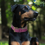 Genuine Leather Dog Collar | Full Grain, Heavy Duty, Comfortable, Padded, Strong | Best for Pups, Small, Medium, Large & XL Breeds (Small (Fit Neck Size 11.5"-14.5"), Dark Pink)