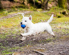 Chuckit! Crunch Ball Dog Toy, Medium (Pack of 2)