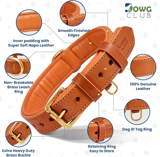 | Genuine Leather Dog Collar | Full Grain, Heavy Duty | Comfortable, Padded, Strong | Best for Pups, Small, Medium, Large & XL Breeds (X-Large (Fit Neck Size 22"-26"), Tangerine Orange)