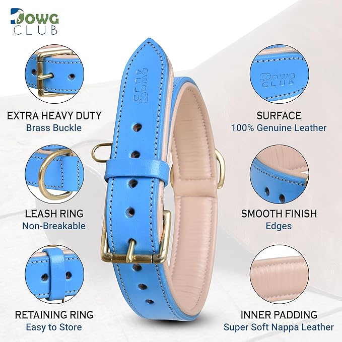 Genuine Leather Dog Collar | Full Grain, Heavy Duty, Comfortable, Padded, Strong | Best for Pups, Small, Medium, Large & XL Breeds (X-Large (Fit Neck Size 22"-26"), Blue)