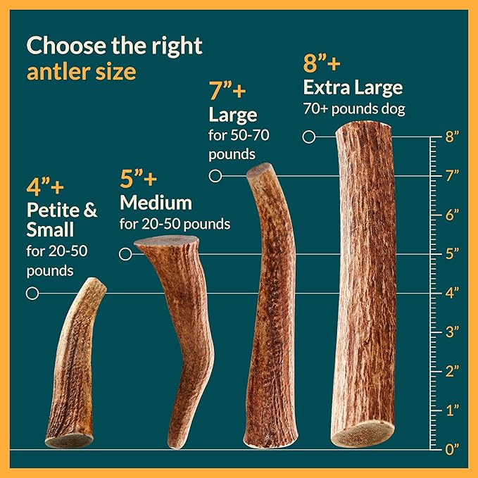 100% Natural - Elk Antlers for Dogs ( Split ) - Naturally Shed in USA - Dog Antler Chews Medium Breeds - Natural, Long-Lasting Treats for Aggressive Chewers - Dog Chews - No Smell & No Mess - Medium