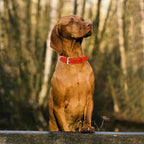 Riparo Dog Collar - Genuine Leather Dog Collars - Heavy Duty Dog Collars for Medium Large and Extra Large Dog Breeds (XXL: 1.75” Wide for 26” - 31” Neck, Red)