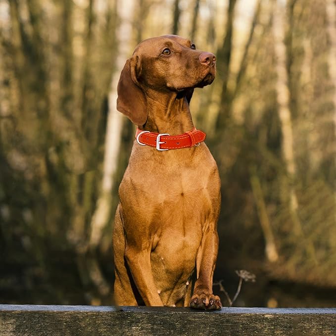 Riparo Dog Collar - Genuine Leather Dog Collars - Heavy Duty Dog Collars for Medium Large and Extra Large Dog Breeds (XXL: 1.75” Wide for 26” - 31” Neck, Red)