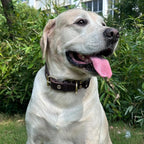 Dog Collar, Leather Dog Collar with Adjustable Sturdy Metal Buckle,Heavy Duty Dog Collar for Walking, Hiking, Training, Hunting (Brown,XS:13.4"-15.8" Neck)