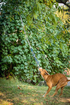 YES4QUALITY Flirt Pole for Dogs, 2 Durable Spring Poles with Strong Dog Rope Toy, Heavy Duty Lure Pole for Dogs of Any Size, Dog Toy for Fun Obedience Training & Exercise, Pull & Tug of War Toy