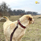 ADITYNA Heavy-Duty Leather Dog Collar for Small Dogs - Soft Padded for Comfort - Small Dog Collar for Walking, Training, and Hiking