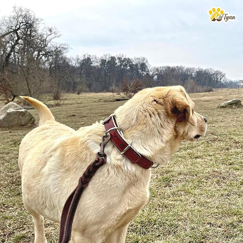 ADITYNA Heavy-Duty Leather Dog Collar for Small Dogs - Soft Padded for Comfort - Small Dog Collar for Walking, Training, and Hiking