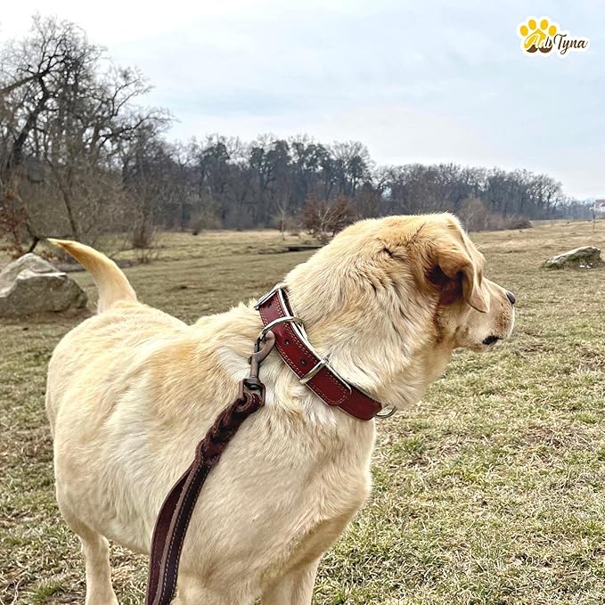 ADITYNA Heavy-Duty Leather Dog Collar for Medium Dogs - Soft Padded for Comfort - Medium Dog Collar for Walking, Training, and Hiking