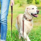Didog Soft PU Leather Dog Collar for Large Dogs,Classic Adjustable Dog Collars with Quick Release Metal Buckle,Easy Clean and Comfortable with Nylon Lining,Brown,L Neck 15-23"