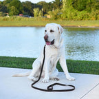 Dogline Biothane Waterproof 6ft Dog Leash Strong Coated Nylon Webbing with Black Hardware Odor-Proof Easy to Clean High Performance for Small or Large Dogs Made in USA 6ft Lead, Black