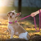 Didog Soft PU Leather Dog Collar, Stylish Quick Released Dog Collars for Medium Dogs, Easy Clean Adjustable Pet Collar for Daily Walking, Purple, M Fit 13-21" Neck