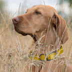 Dogline Biothane Waterproof Dog Collar Strong Coated Nylon Webbing with Black Hardware Odor- Proof for Easy Care Easy to Clean High Performance Fits Small Medium or Large Dogs, Treasure Gold