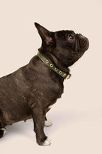 Two Tails Pet Company Cactus Vegan Leather Dog Collar, Adjustable Pet Collar with Gold Hardware and D Rings for Leash and ID Tag for Dogs and Puppies, Easy to Clean & Eco Friendly, Green, Size Small