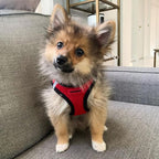 Best Pet Supplies Voyager Step-in Air Harness - All Weather Mesh, Reflective, No Pull Harness for Dogs, Cats - Secure with Hook & Loop Fastener, Buckle, Double D-Rings - Red/Black Trim, L
