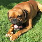 Pawstruck All-Natural 6" Bully Stick Springs for Dogs - Fun, Challenging, Rawhide-Free, 100% Beef, Single Ingredient Chew Bones - Fully Digestible, Low Odor - 10 Pack - Packaging May Vary