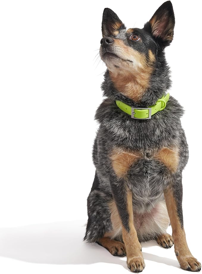 Wild One Dog Collar, Easy-Clean, All Weather Flex-Poly Strap with Metal, Durable, Dirt and Odor Resistant (Limeade, XL)