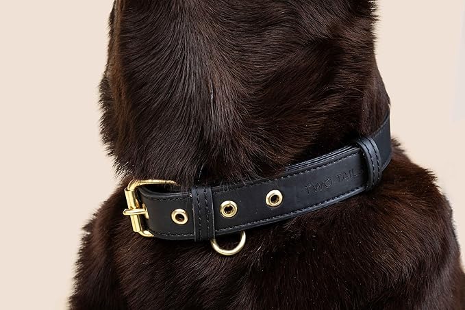 Two Tails Pet Company Cactus Vegan Leather Dog Collar, Adjustable Pet Collar with Gold Hardware and D Rings for Leash and ID Tag for Dogs and Puppies, Easy to Clean & Eco Friendly, Black, Size Medium