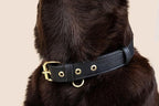 Two Tails Pet Company Cactus Vegan Leather Dog Collar, Adjustable Pet Collar with Gold Hardware and D Rings for Leash and ID Tag for Dogs and Puppies, Easy to Clean & Eco Friendly, Black, Size Large