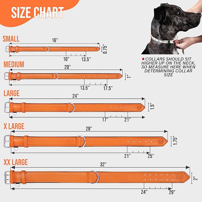 Riparo Orange Leather Dog Collar - Padded Heavy Duty Wide Dog Collar for Small, Medium, Large and Extra Large Dogs with Dog Tag Holder, Large Dog Collars (L: 1.5" Wide for 17"-21" Neck, Orange)