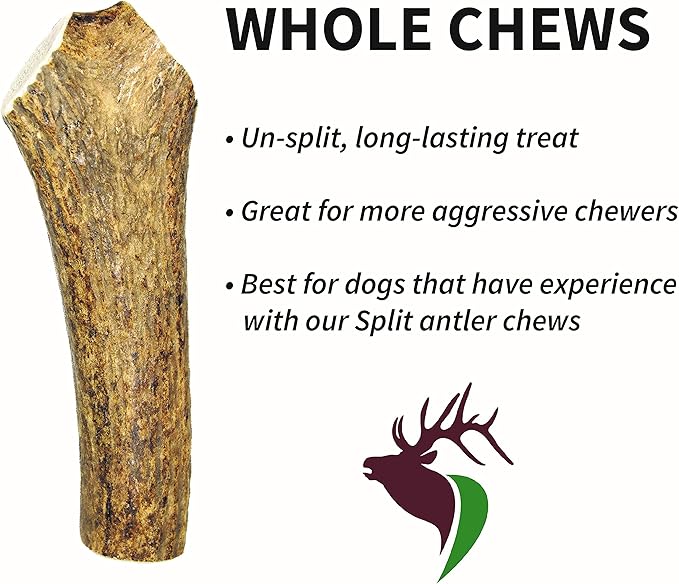 Giant Whole Single Pack (for 75+ lb Dogs) Premium Grade Elk Antler for Dogs (1 Piece) Sourced in The USA