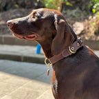 Dog Collar, Leather Dog Collar with Adjustable Sturdy Metal Buckle,Heavy Duty Dog Collar for Walking, Hiking, Training, Hunting (Brown,L:18.6"-25.8" Neck)