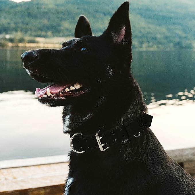 Riparo Dog Collar - Genuine Leather Dog Collars - Heavy Duty Dog Collars for Medium Large and Extra Large Dog Breeds (XXL: 1.75” Wide for 26” - 31” Neck, Black)