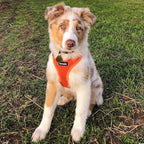 Best Pet Supplies Voyager Step-in Air Harness - All Weather Mesh, Reflective, No Pull Harness for Dogs, Cats - Secure with Hook & Loop Fastener, Buckle, Double D-Rings - Orange, XL