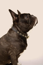 Two Tails Pet Company Cactus Vegan Leather Dog Collar, Adjustable Pet Collar with Gold Hardware and D Rings for Leash and ID Tag for Dogs and Puppies, Easy to Clean & Eco Friendly, Black, Size Medium