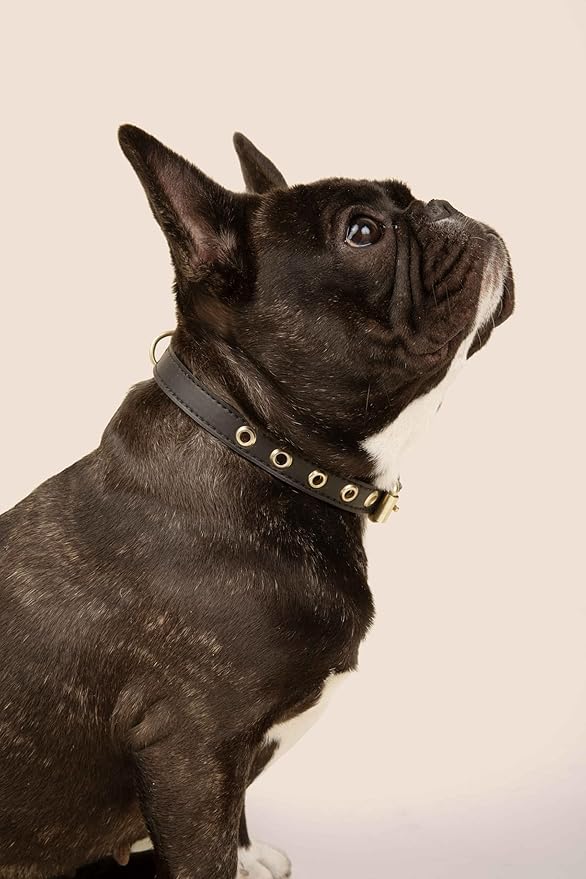 Two Tails Pet Company Cactus Vegan Leather Dog Collar, Adjustable Pet Collar with Gold Hardware and D Rings for Leash and ID Tag for Dogs and Puppies, Easy to Clean & Eco Friendly, Black, Size Medium