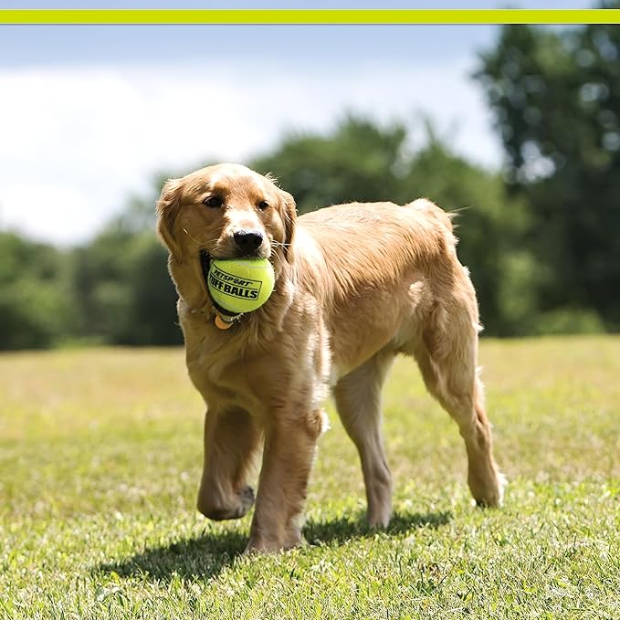 PetSport Yellow Tuff Ball - Medium Tennis Balls for Dogs, Chew Toy for Aggressive Chewers, Fetching, Natural Rubber, Certified Non-Toxic - 2.5 Inch Each (Pack of 6)