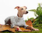 Dog Sweaters for Small Dogs Girls Boys, Striped Pet Sweaters for Fall Winter Dog Clothes, Turtleneck Pullover Knitwear for Small Medium Large Dogs