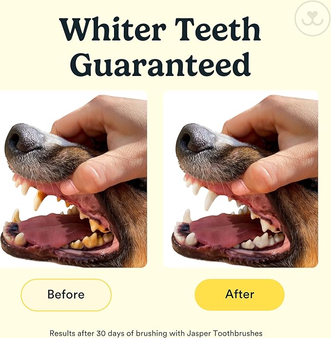 Jasper Dog Toothbrush, 360 Degree Pet Tooth Brushing Kit, Cat Toothbrush, Canine Dental Care & Teeth Cleaning Kit, Pet Finger Tooth Brush, Use with Dog Toothpaste, 4-Pack Multicolor