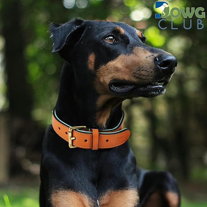 Genuine Leather Dog Collar | Full Grain, Heavy Duty, Comfortable, Padded, Strong | Best for Pups, Small, Medium, Large & XL Breeds (Large (Fit Neck Size 18.5"-22.5"), Tan)