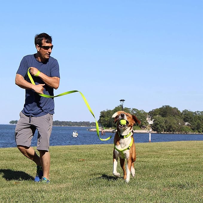 Pawtitas Solid Puppy Leash - 6 ft Behavioral Dog Leash for Miniature Dogs & Cats, Available in Extra Small & Medium/Large