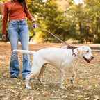 Wisedog Dog Collar and Leash Set, Waterproof Adjustable Puppy Collars with Cute Tag 6FT Dog Leash with Poop Bag for Small Medium Large Dogs (S, Pale Pinkish Purple)