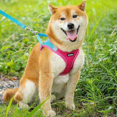AIITLE Easy Walk Dog Harness and Leash Set - Pet Supply No Pull, Step in Adjustable Pet Harnesses with Padded Vest for Summer, No Choke Over, Easy to Put on Medium Dogs Hot Pink L